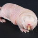 Illustration for article titled We've Been Slandering Naked Mole-Rats All This Time